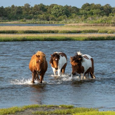wild horses swim in the waters of Assateague Island National Seashore.
