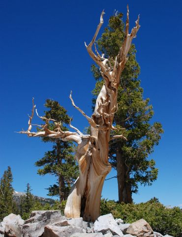 Who doesn't love an old tree?