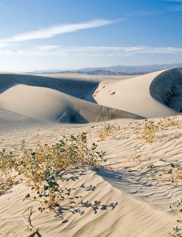 Coachella Valley Preserve.