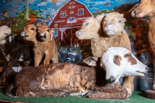 Taxidermy two-headed calves are on display inside San Francisco’s Two-Headed Calf MOOseum.