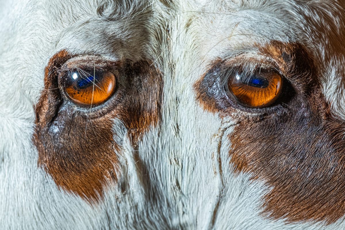 Polycephaly is a rare condition that results from an embryo splitting partially during development. Depending on how it happens, a calf might have two distinct heads on two distinct necks, or two heads that share a single neck.