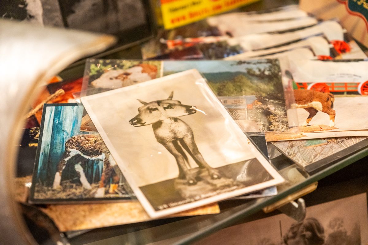 A cabinet of ephemera includes photographs, figurines, plush toys, collectible coins, and even preserved fetuses—pieces that point to our fascination with two-headedness.