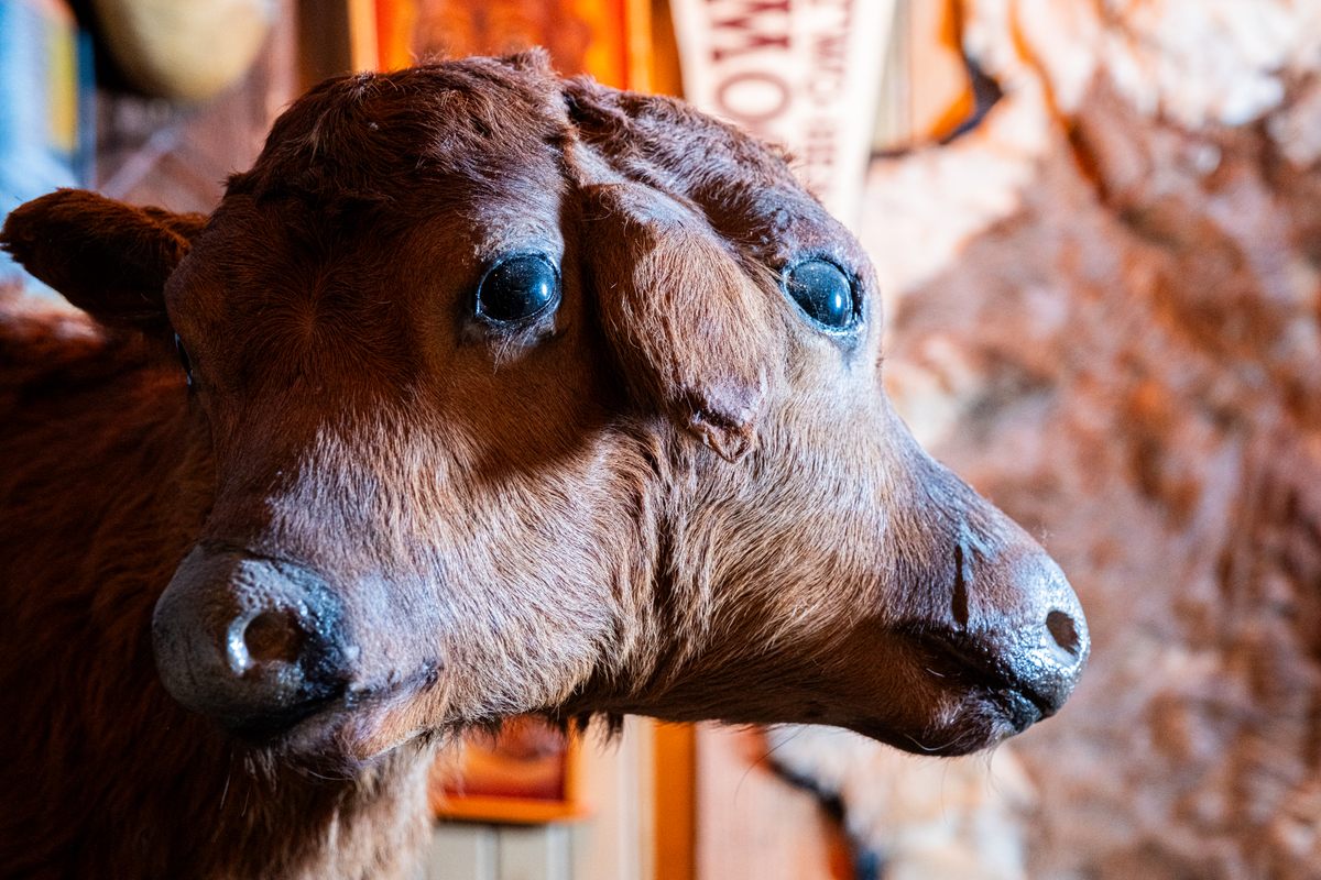 Rosenthal didn’t set out to build the world’s largest collection of two-headed calves. But after he got his first one in a Berkeley junk store he bought another, and then another. Over the years, he built up a herd of taxidermy cows.