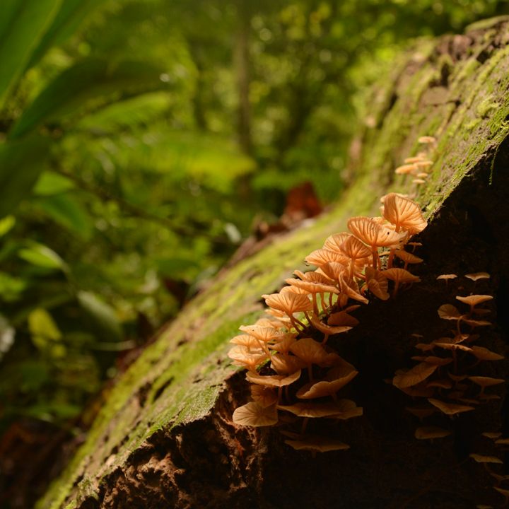 Rainforest Discovery Centre.