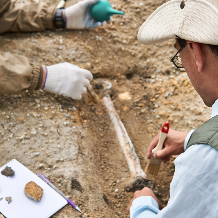 Digging for fossils