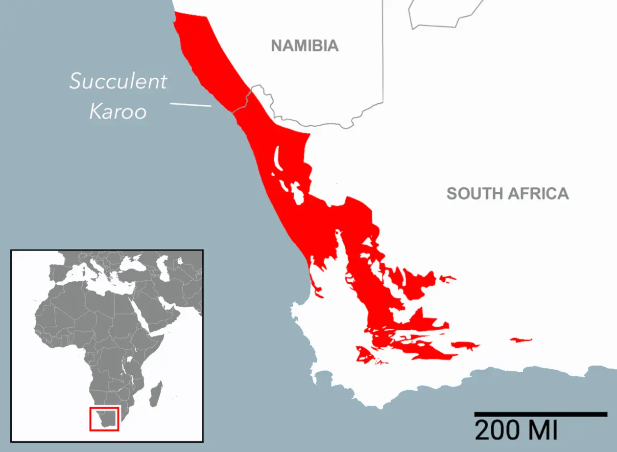 The Succulent Karoo biome extends from southwestern Namibia into South Africa’s Northern Cape and Western Cape provinces.