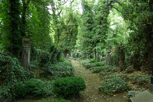 An overgrown path.